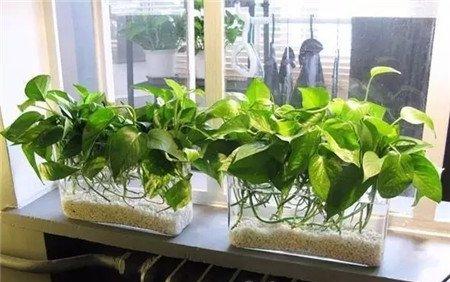 植物放在暖气片空调旁边