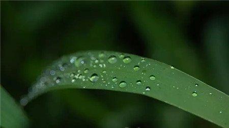 晚上叶片上留有水滴 晚上叶片上留有水滴