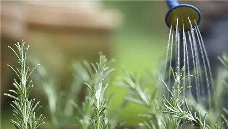 浇水时间可以随意 浇水时间可以随意