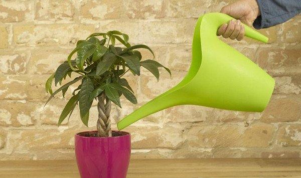 14大养花误区,只有1%的人避开了 14大养花误区,只有1%的人避开了