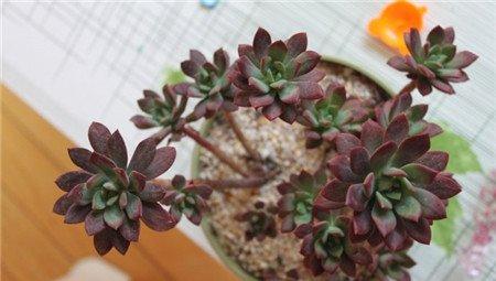 红稚莲
