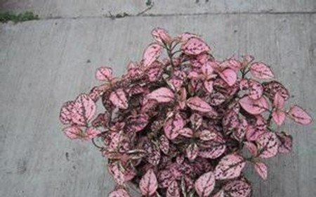 红点草