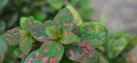红点草