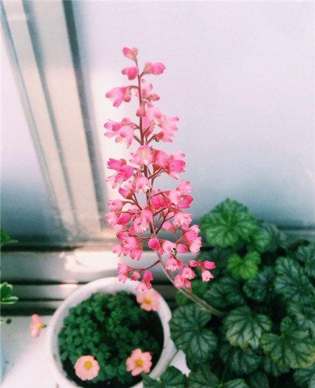 矾根开花图片欣赏 矾根开花图片欣赏