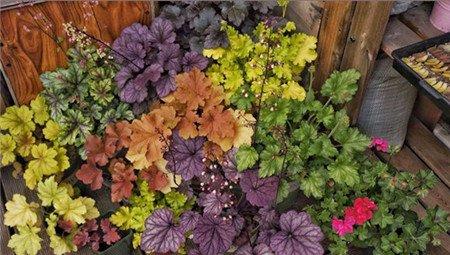 矾根开花欣赏