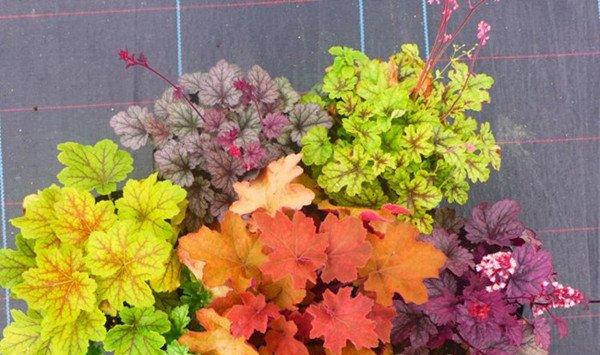 矾根开花吗