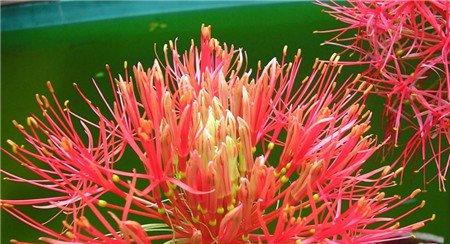 网球花开花欣赏