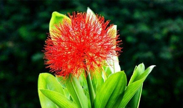 网球花什么时候开花