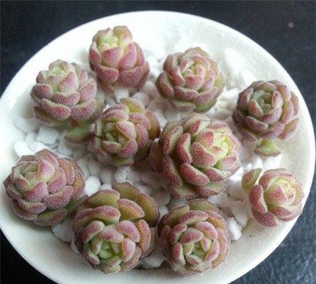 春之奇迹 春之奇迹