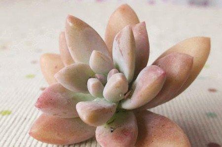 秋丽的特征与习性 秋丽的特征与习性