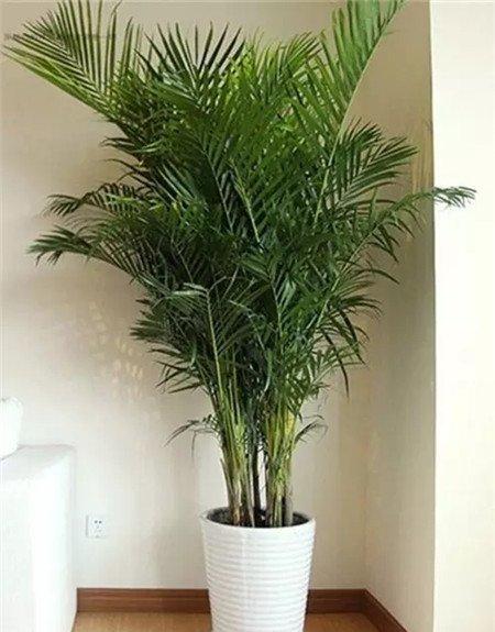 散尾葵净化作用 散尾葵净化作用