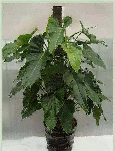 绿宝石喜林芋养护 绿宝石喜林芋养护