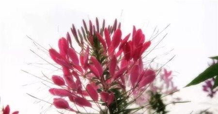 水果皮、烂菜叶做花肥 水果皮、烂菜叶做花肥