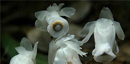 水晶兰
