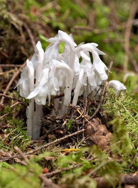 水晶兰