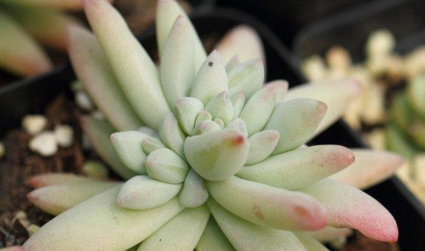 多肉植树冰怎么养