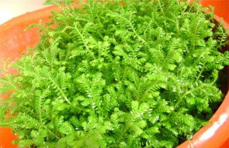幸福草 幸福草