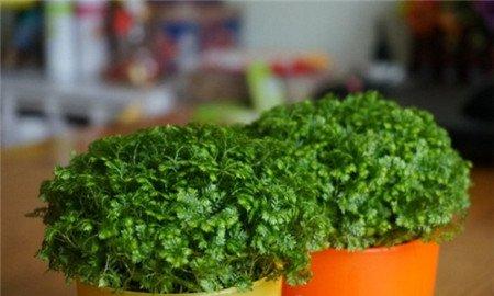 幸福草