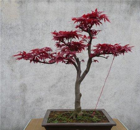 日本红枫