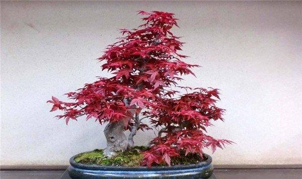 日本红枫盆景怎么养