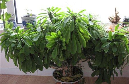 麒麟掌养殖图