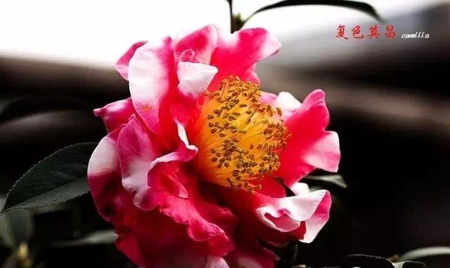 复色莫昌