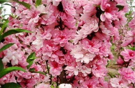 菊花碧桃图