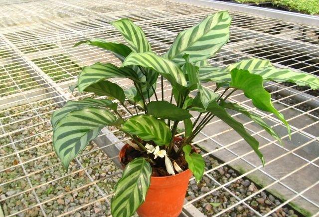猫眼竹芋的养殖方法