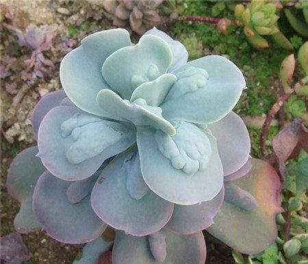 多肉植物乙女梦的养护技巧 多肉植物乙女梦的养护技巧