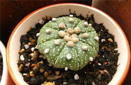 多肉植物星兜 多肉植物星兜