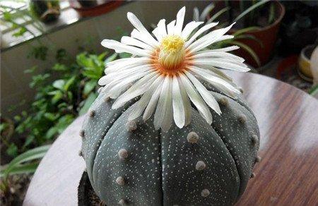 星兜开花 星兜开花