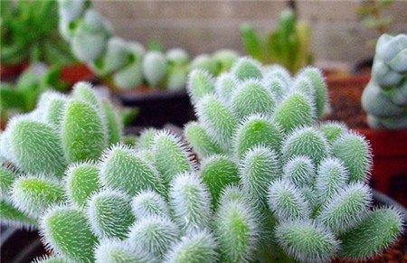 多肉植物信东尼的养护技巧 多肉植物信东尼的养护技巧