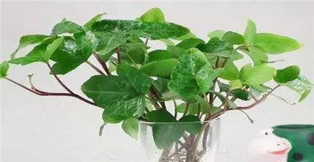 水培常春藤 水培常春藤