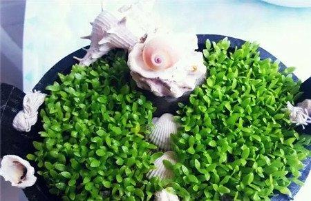 火龙果盆栽 火龙果盆栽