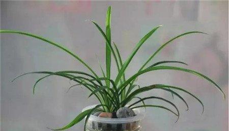 水培吊兰 水培吊兰