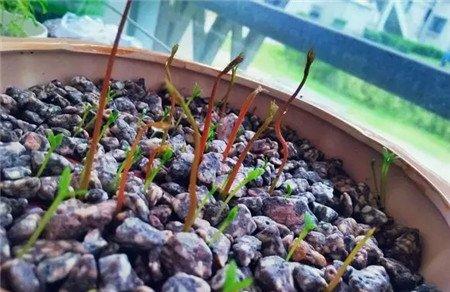 荔枝盆栽 荔枝盆栽