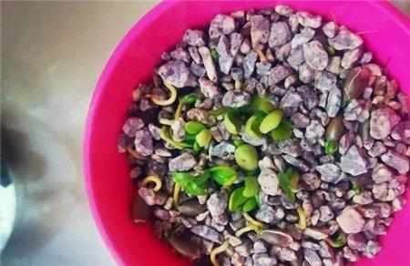 柠檬盆栽 柠檬盆栽