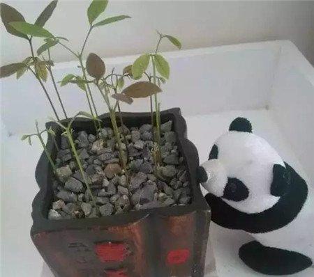 桂圆盆栽 桂圆盆栽