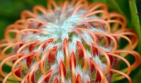 这4种花彰显帝王气质