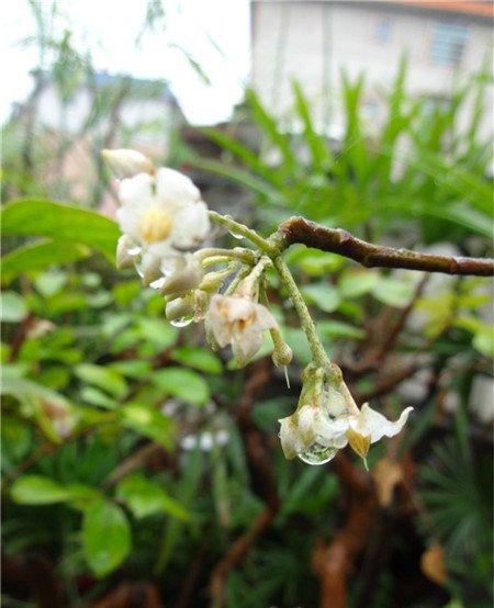 朱砂根的花期管理