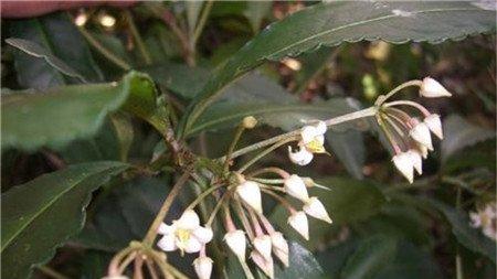 朱砂根开花