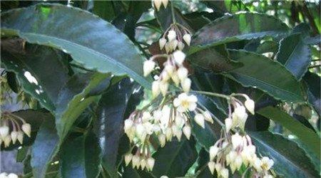 朱砂根开花欣赏