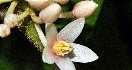 朱砂根开花图片