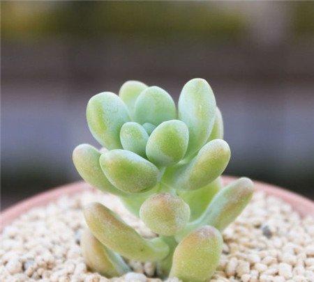 天使之泪