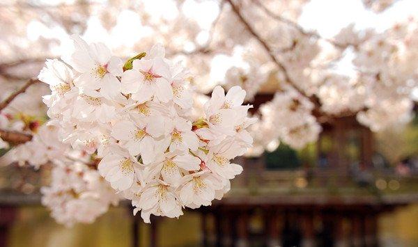 桃花和樱花怎么区别