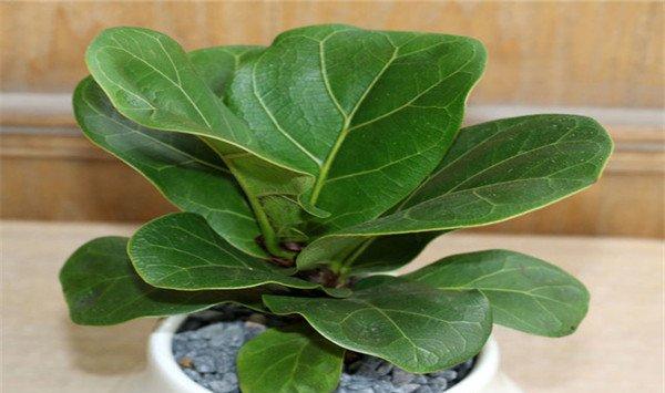 琴叶榕的种植方法