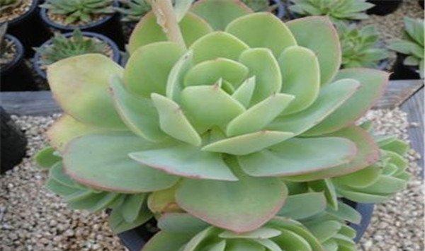 多肉植物碧桃怎么养