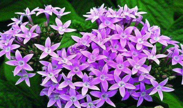 繁星花什么时候开花