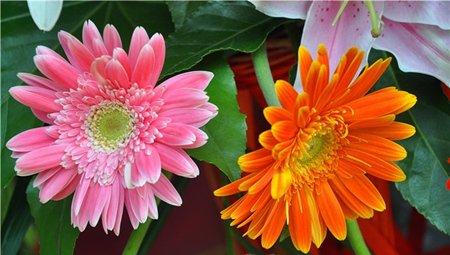 非洲菊 非洲菊