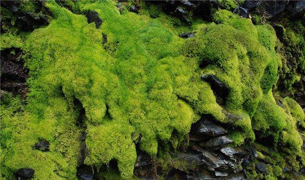 苔藓怎么种在石头上